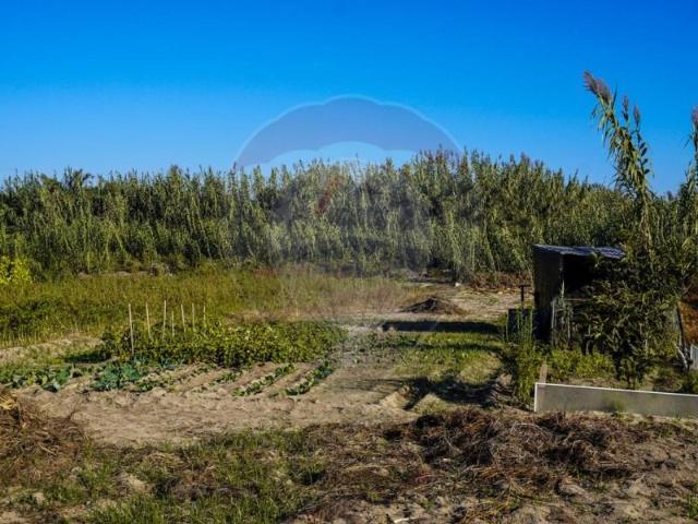 Peniche Peniche 102066859
