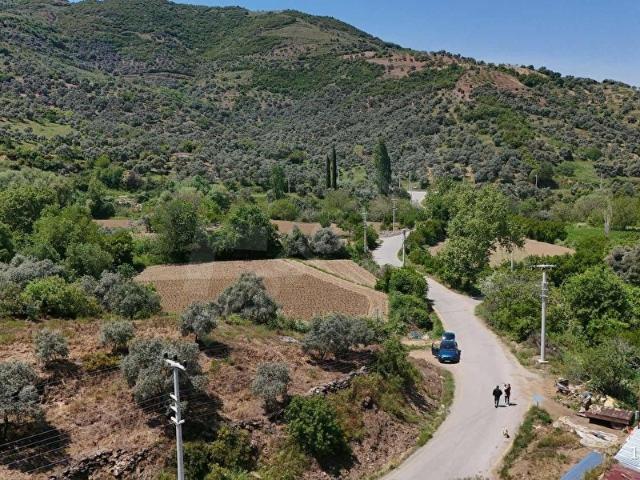 PEK EMLAKTAN TİRE YENİŞEHİR DE 800 m2 SATILIK ZEYTİNLİK