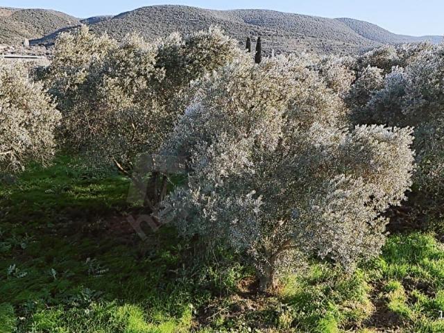 PEK EMLAKTAN TİRE YENİOBA DA 4400 m2 MUAZZAM BİR ZEYTİNLİK