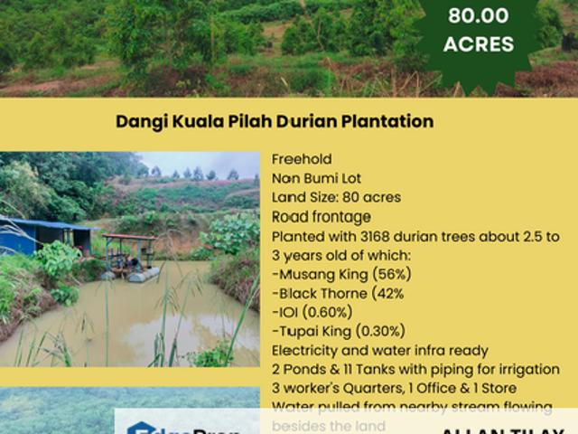 PEKAN DANGI