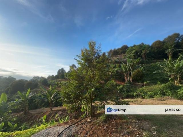 PEKAN JEMENTAH