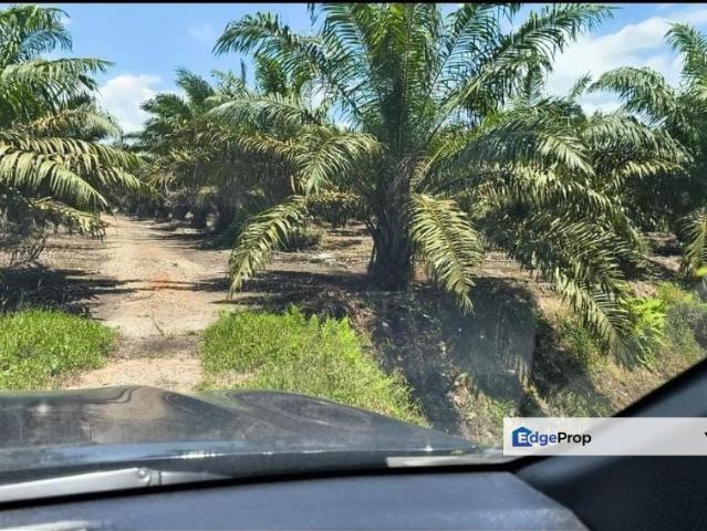 Pekan Nanas