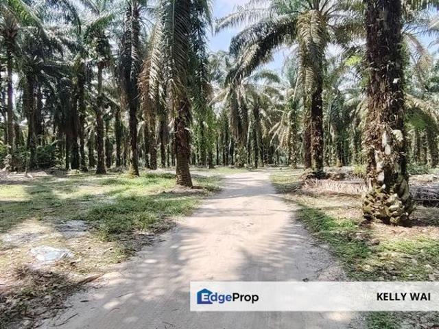 Pekan Nanas