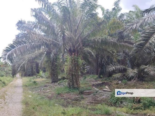 Pekan Nanas