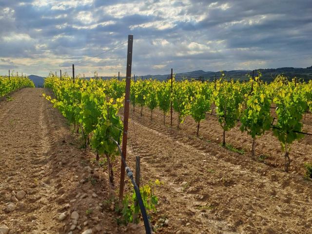 Pertuis Vente Terrain 84