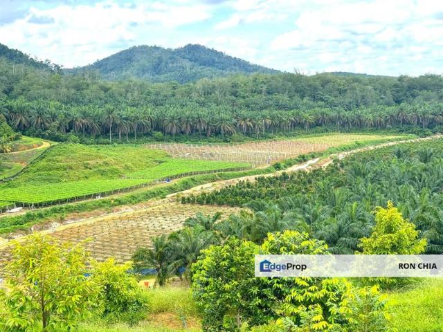 Perak Batu Kurau 28 Acres Orchard Farm Land for