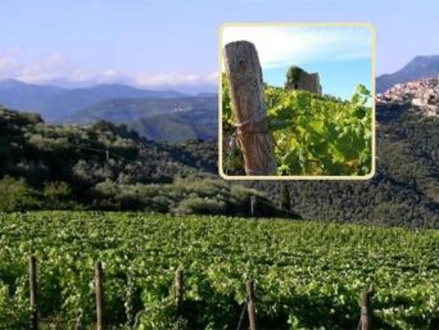 Perinaldo ZONA ALPICELLA VENDESI CASA INDIPENDENTE CON GIARDINO PRIVATO