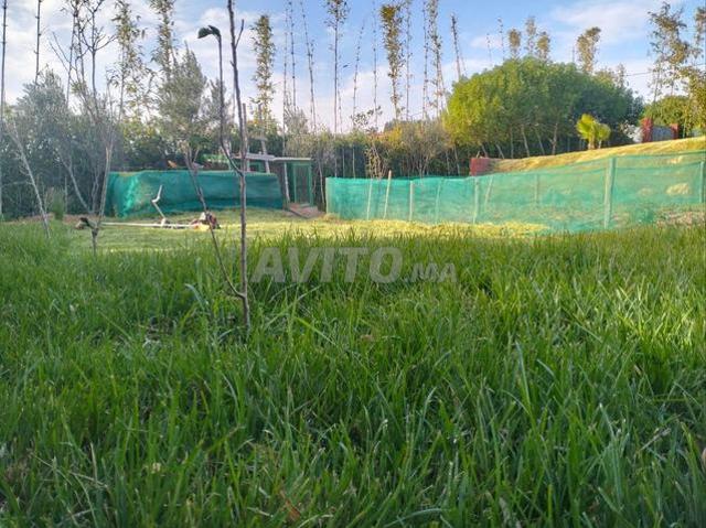 Petite ferme à vendre Salé Arjat