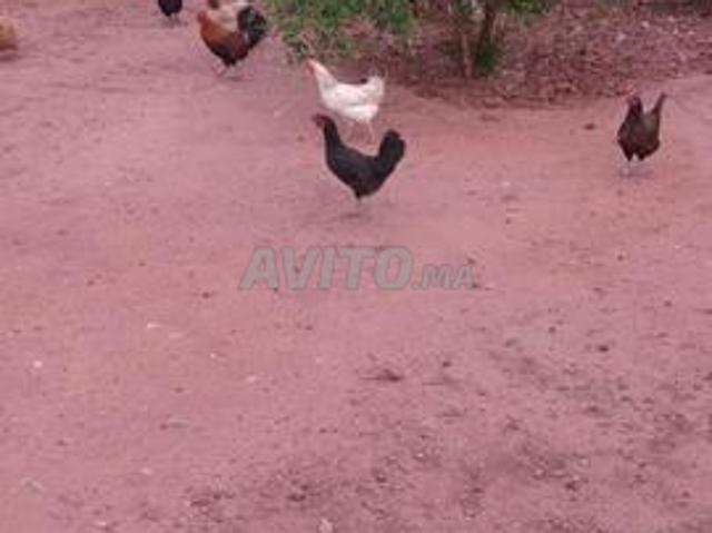 Petite ferme à zt issen région ouled teima