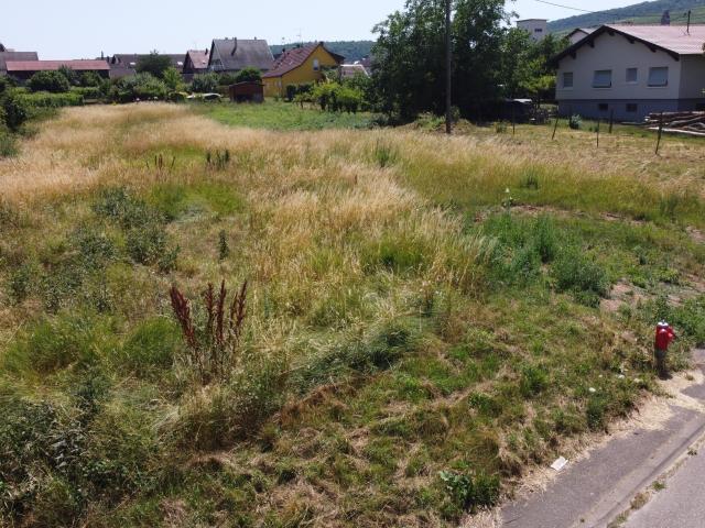 Pfaffenheim Vente Terrain 68