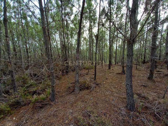 Pinhal com 1,5 ha Vale da Pereira Santo André das Tojeiras
