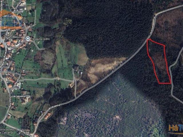 Pinhal em Fial, freguesia de Mundão | 26084062254