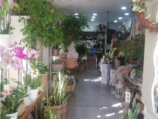 Piante e fiori in vendita a Scafati