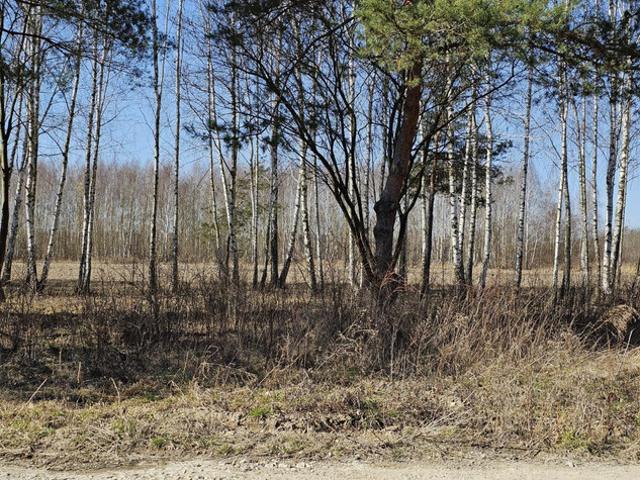 Piaseczyński, Piaseczno, Głosków, Mewy
