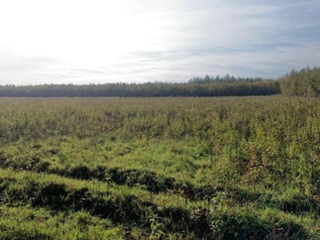 Piaseczyński, Piaseczno, Pęchery, Bolesława Chrobrego