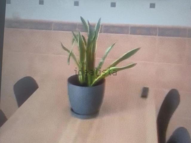 Piso, Ciudad Real