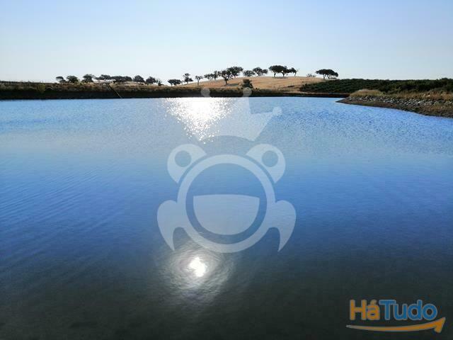 Pomar 15 ha romã e alfarroba NOVO PREÇO! | 26063920242