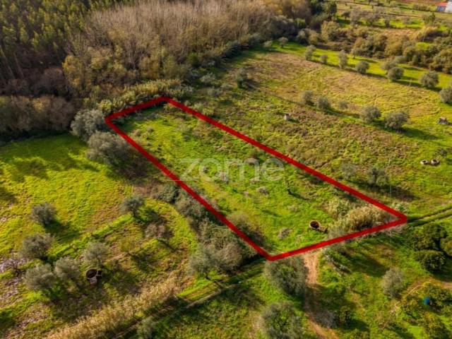 Pombal Pombal 100770641