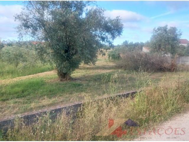 Pombal Pombal 102858532