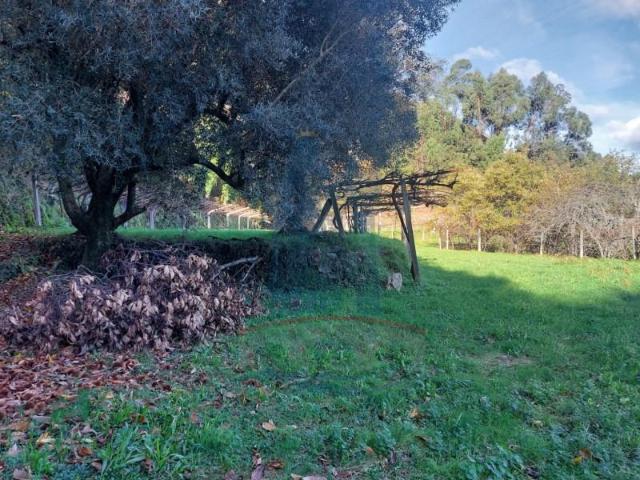 Ponte de Lima Ponte de Lima 104440232