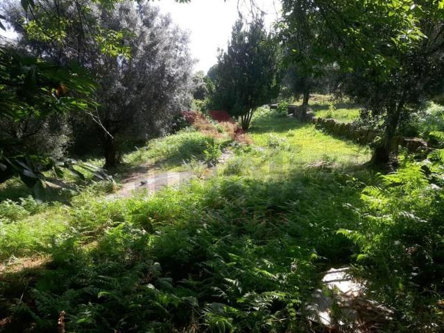 Ponte de Lima Ponte de Lima 97123167