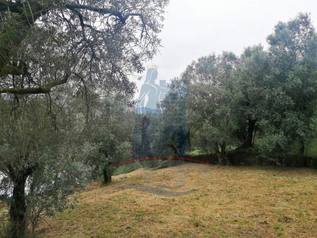Ponte de Lima Ponte de Lima 98341236