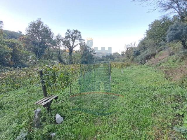Ponte de Lima Ponte de Lima LS101864759
