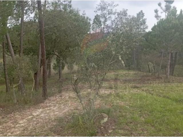 Ponte de Sor Ponte de Sor LS93286696