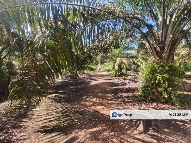 Pontian 3.39 Acres Land