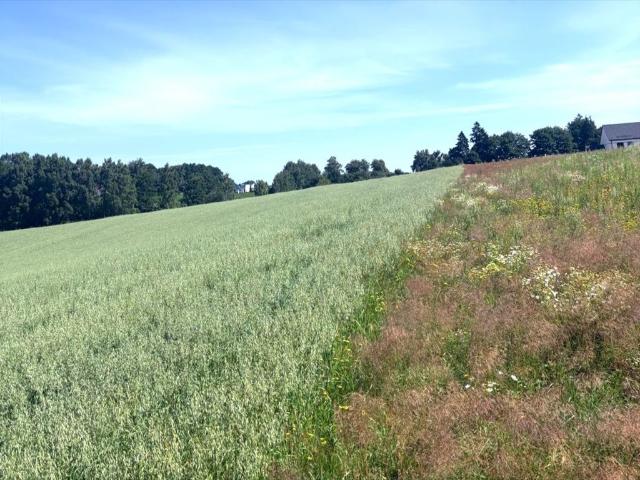 Polecam działkę 1000 m² z potencjałem w Dobrzewinie