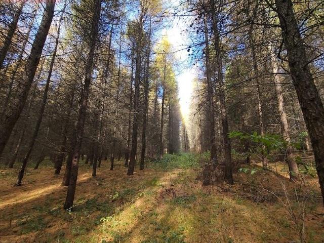 Polecam las 15,43 ha z widokami na Bieszczady i potencjałem inwestycyjnym