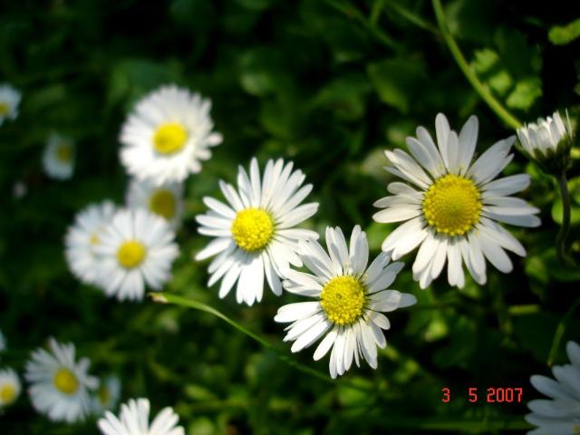 Polna 3 100 m², Gracze