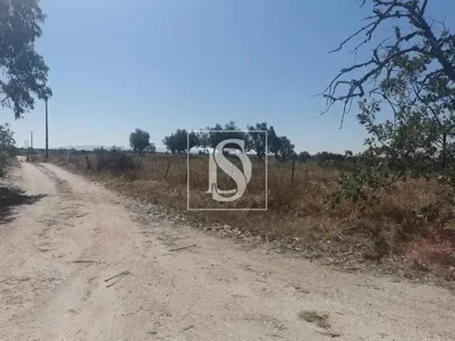 Portalegre Nisa 103556637