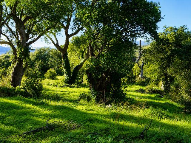 PORTO VECCHIO TERRAIN A VENDRE FONCIER À FORT POTENTIEL DE VALORISATION