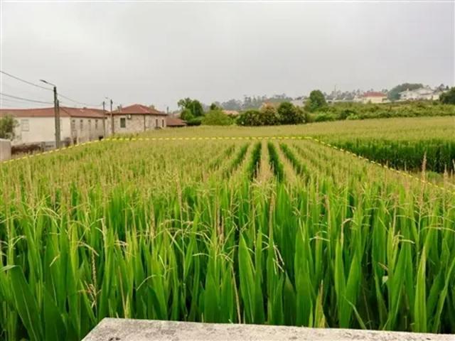Porto Vila do Conde 103926609