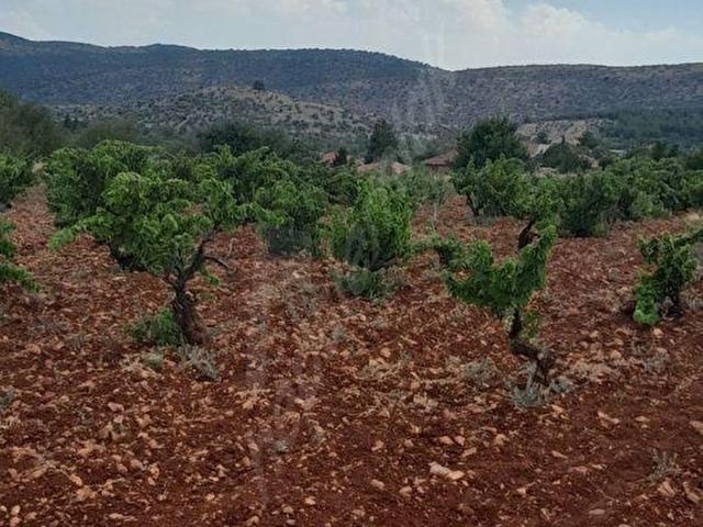 POYRAZLIDA ARSA KONUMUNDA KÖY İÇİ BAĞ