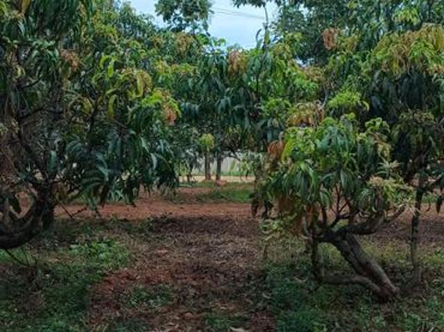 Plot Area: 6000 Sq.Ft for 42 L | Plot / Land in Yelahanka, Bangalore | Facing: North | Posted by Rajavruksha IP7059 SKU 1