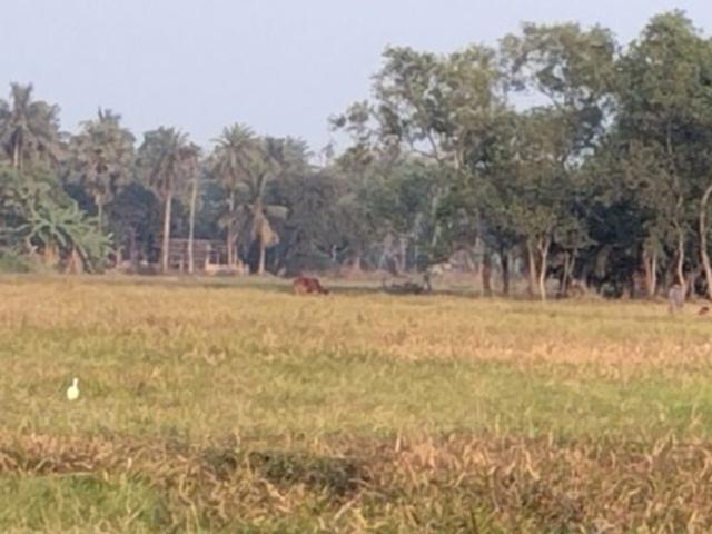 Plot In Harinavi 10450 Sq. Ft. Plot in Harinavi Kolkata Listing ID: #9972