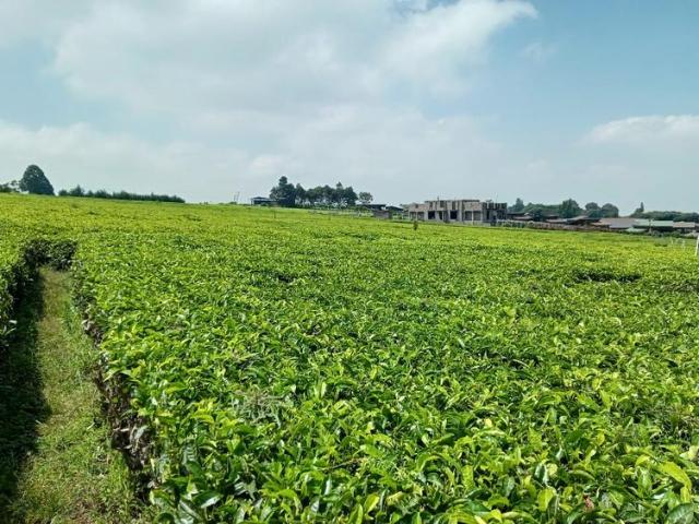 Plot with a beautiful view