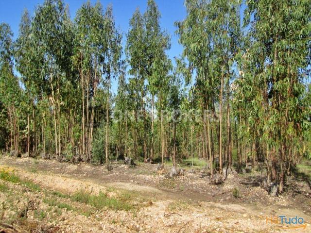 Plantação de Eucaliptos | 26073528305