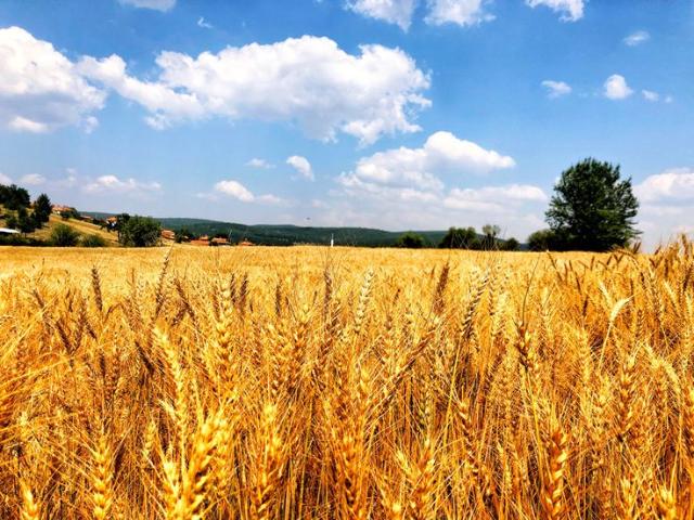 продажа участок Добрушино с