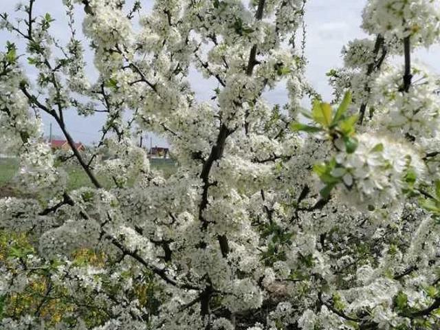 продажа участок Зеленая Роща ул. Набережная