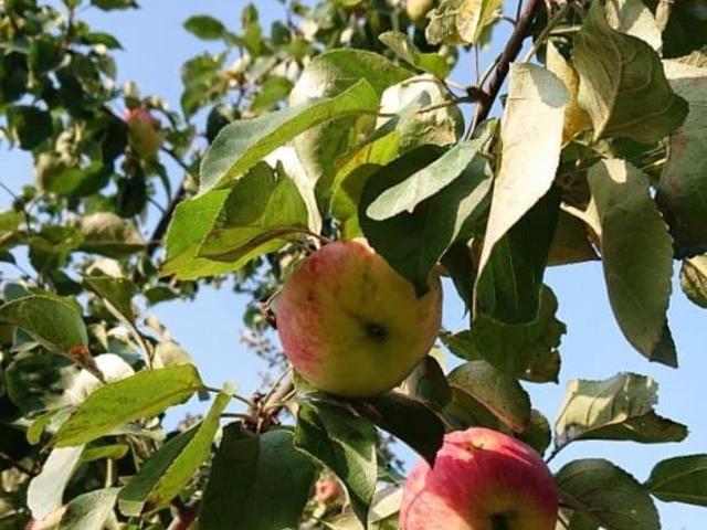 продажа загородная Гаврилов Ям Красноармейская улица, 19