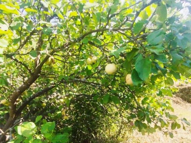 продажа загородная деревня Дубенки улица Октябрьская, 32