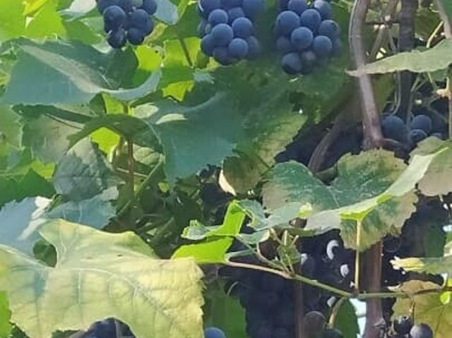 продажа загородная курортный поселок Джубга микрорайон Южный