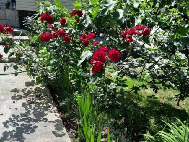 продажа загородная Сочи Курская улица
