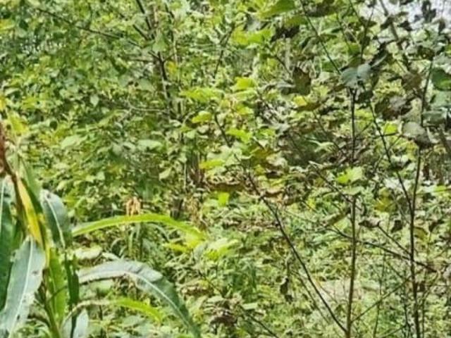 продажа загородная садовое неком е товарищество Эликсир ул. 6 я линия, 341