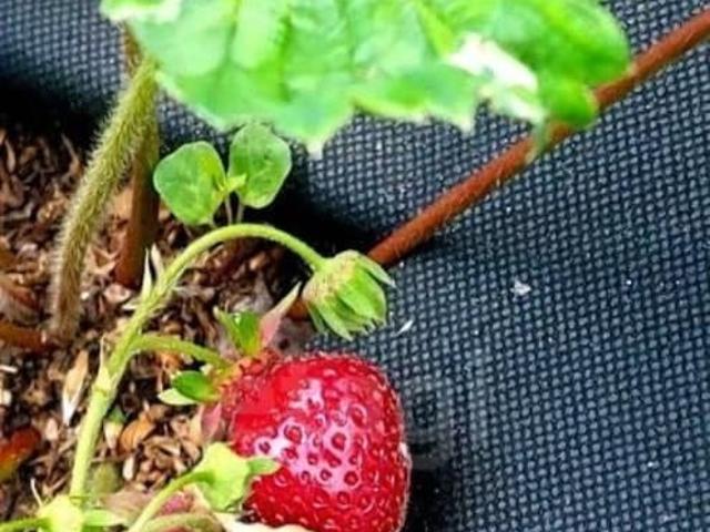продажа загородная Саратов ул. тупик 9 й Семхозовский