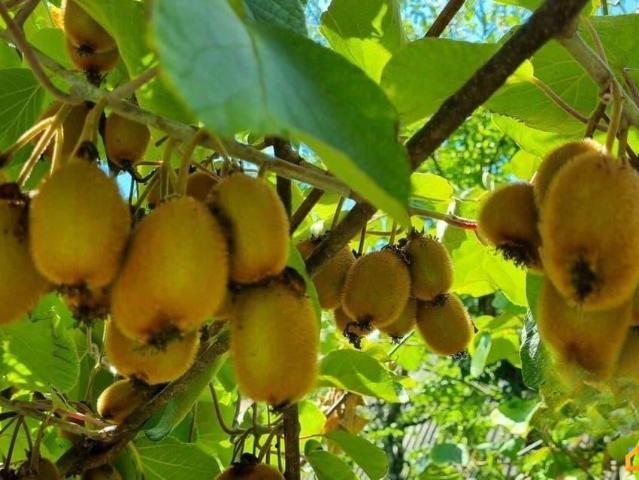 продажа загородная село Вольное улица Лесная, 27
