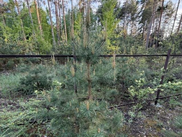 продажа загородная село Большая Липовица улица Большой Барок, 114